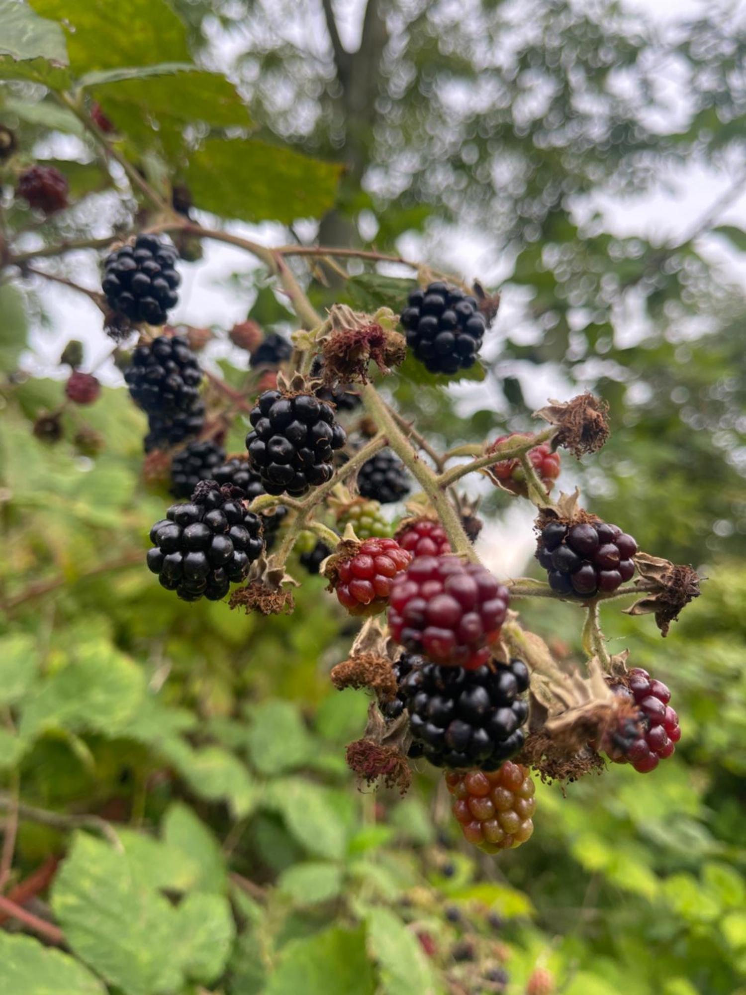 Blackberryhouse Ærøskøbing Bagian luar foto
